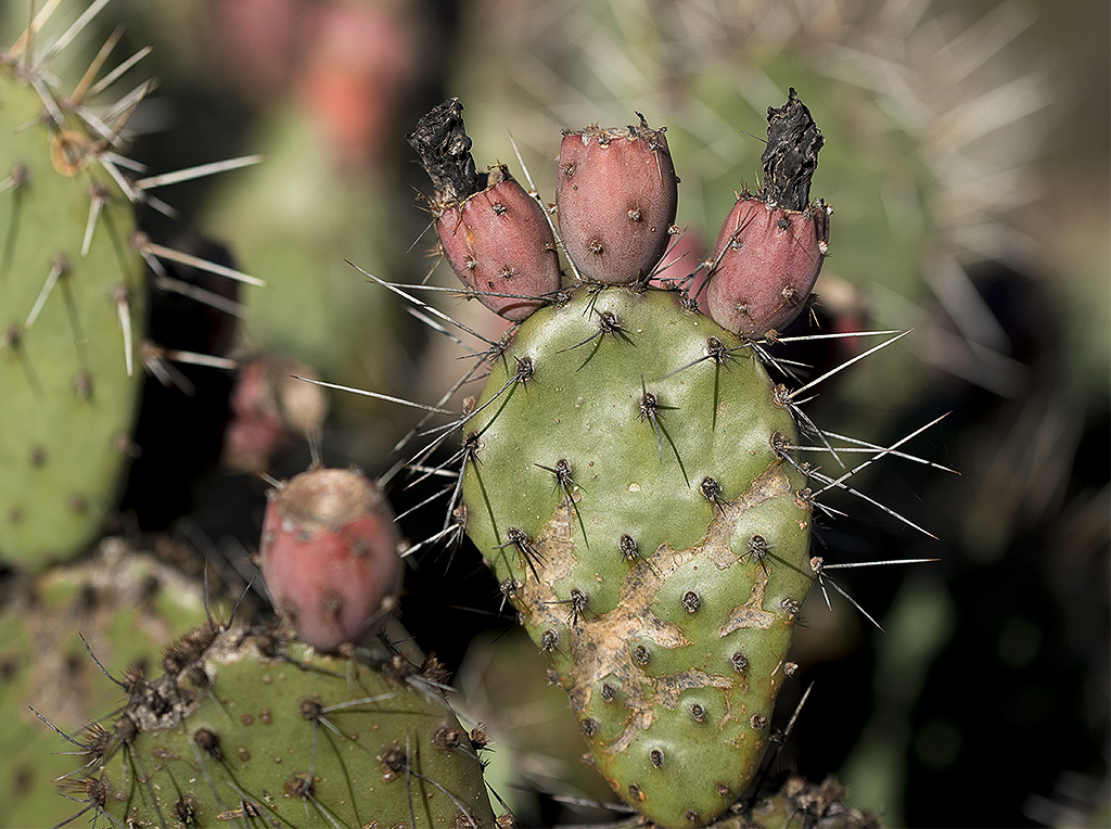A! Botanischer Garten WTL20151102_0065 als Smartobjekt-1 Kopie.JPG